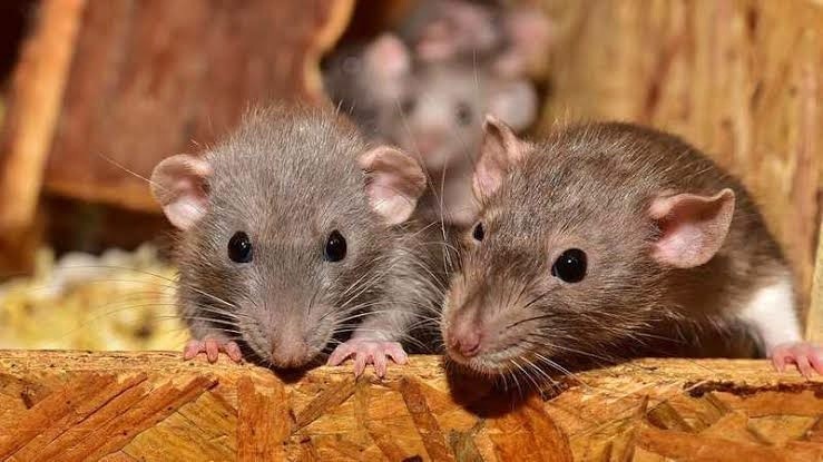 LASSA FEVER: THE RODENT EPIDEMIC